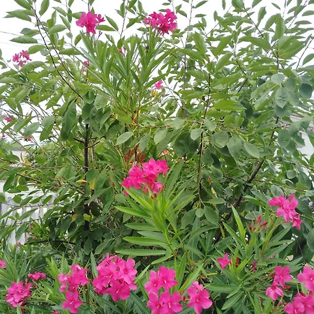 & Garden 40 Bed & Breakfast Berra